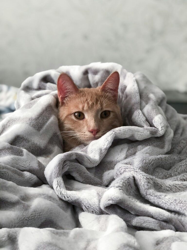 Orange Tabby Cat on Gray Blanket